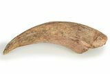 Fossil Spinosaurus Hand Claw - Kem Kem Beds #245586-2
